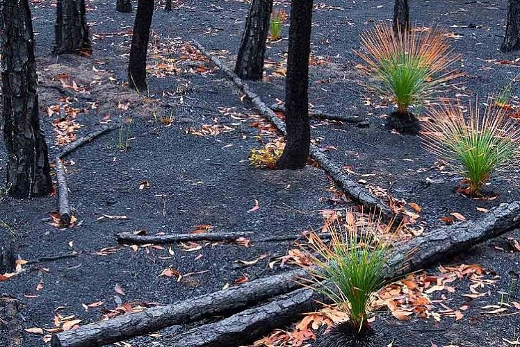 Birkaç yıla yanan alanlar yeşille kaplanır: Orman yok olmaz