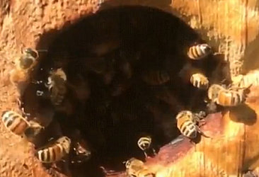 Kovan içi sıcaklığınının yükselmemesi için arıların yaptığına bakın