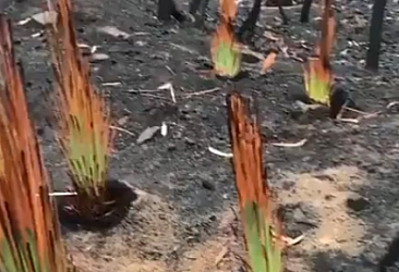 Avustralya orman yangını sonrasında çiçek açan çim ağaçlar