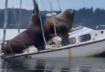 Bir tekneyi ele geçiren deniz aslanları