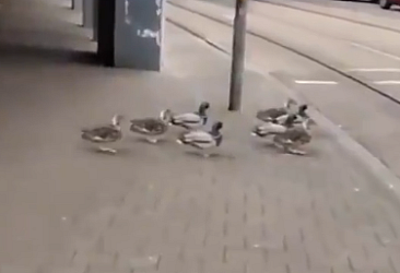 Şehir yaşantısına ayak uyduran ördekler