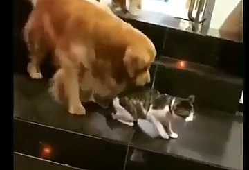 Kavga için hazırlanan iki kediyi ayıran sevimli köpek