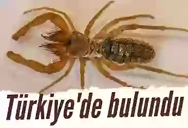 Türkiye'de yeni bir örümcek türü keşfedildi