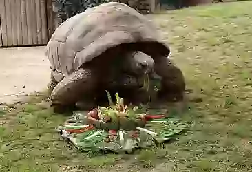 Dünya Kaplumbağa Günü'nde kaplumbağalara özel beslenme