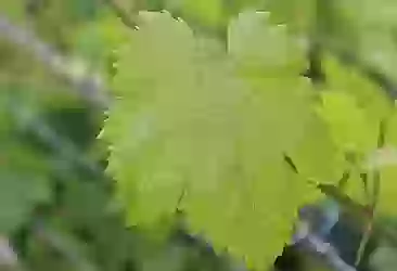 Tokat'ın Erbaa narince bağ yaprağı hologramlı satılacak