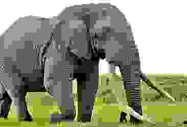 Afrika'nın en yaşlı fillerinden Satao II öldürüldü