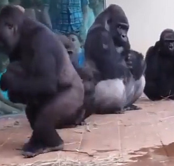 Goril ailesinin yağmura olan tepkisine bakın