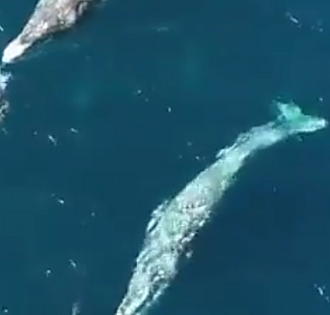 Balinaların devasa büyüklükleri ve onlarla oynayan yunuslar