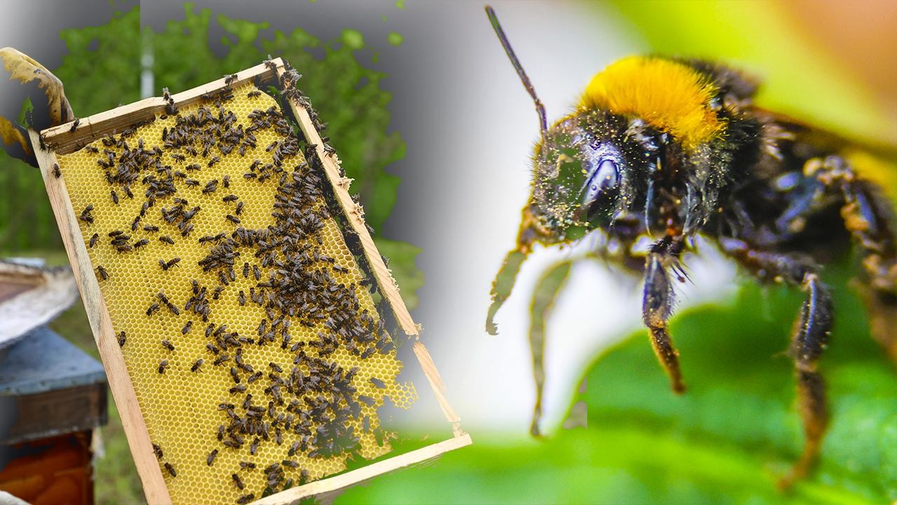 Tarımda bazı ilaçların yasaklanması arı ölümlerini azaltacak