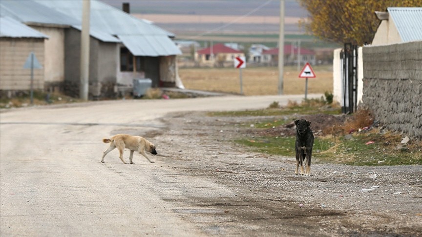 Aydın'da sahipsiz köpeklerin saldırısına uğrayan kişi yaralandı