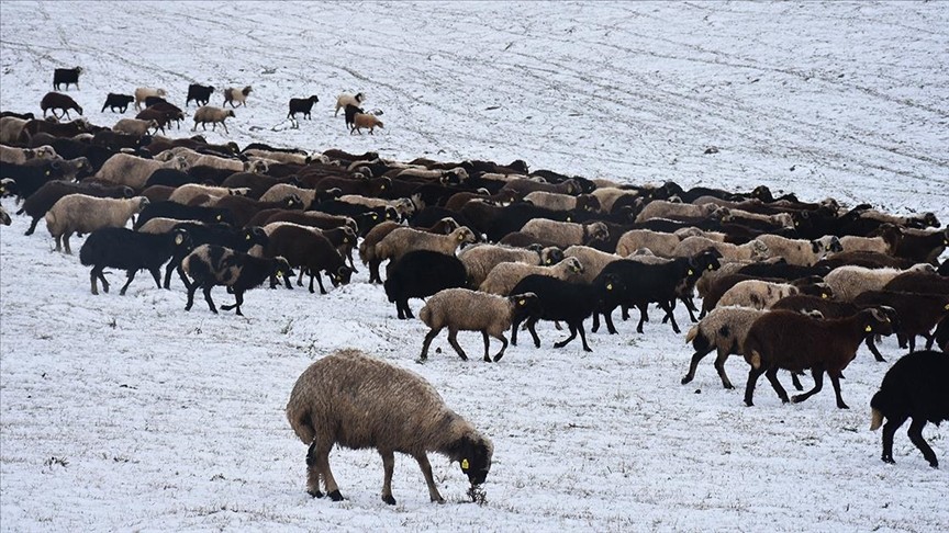 Kars'ta besiciler kar yağışına hazırlıksız yakalandı