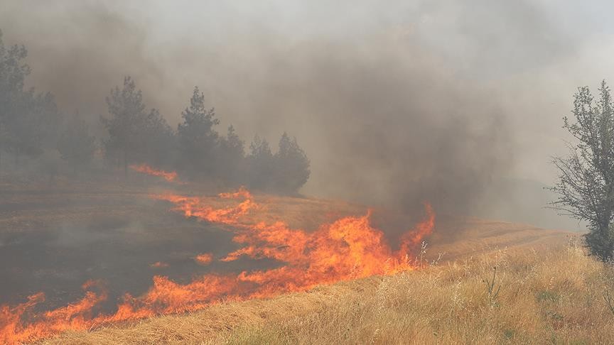 Sivas'ta ekili buğday tarlası yangında zarar gördü