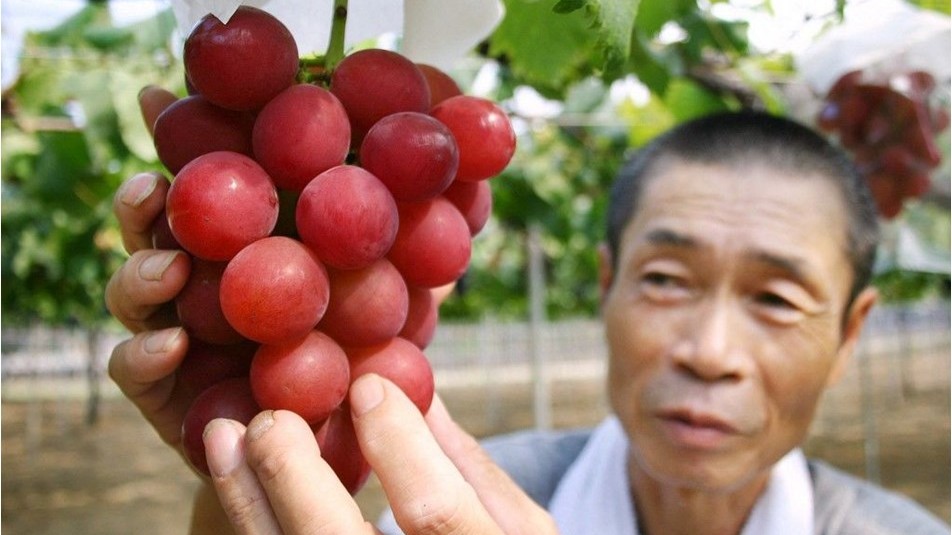 Japonya'da kızıl üzümün salkımı rekor fiyata satıldı