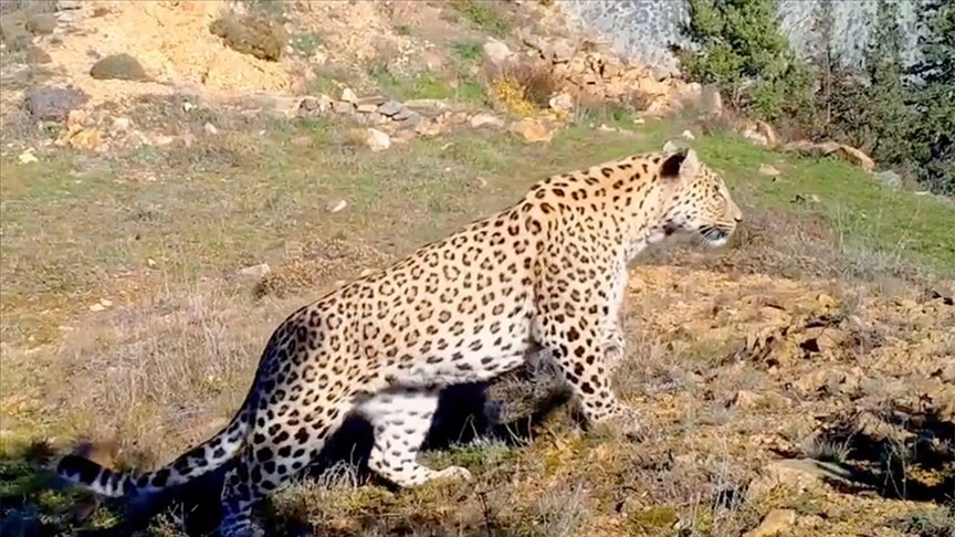 Anadolu leoparının yayılışı Akdeniz ve Ege Bölgesi'nde izleniyor