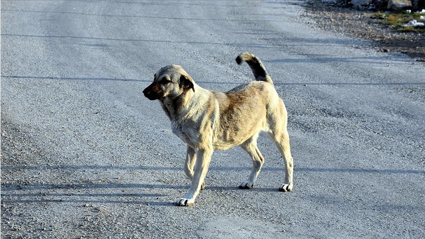 Köpekleri site dışına çıkaranlara verilen cezalar iptal edildi