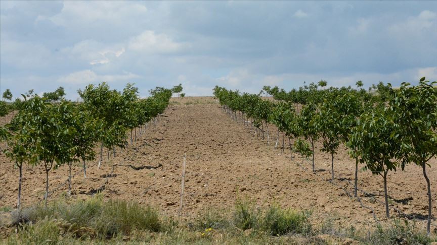 Elazığ'da 125 bin ağaçta ceviz hasadı başladı