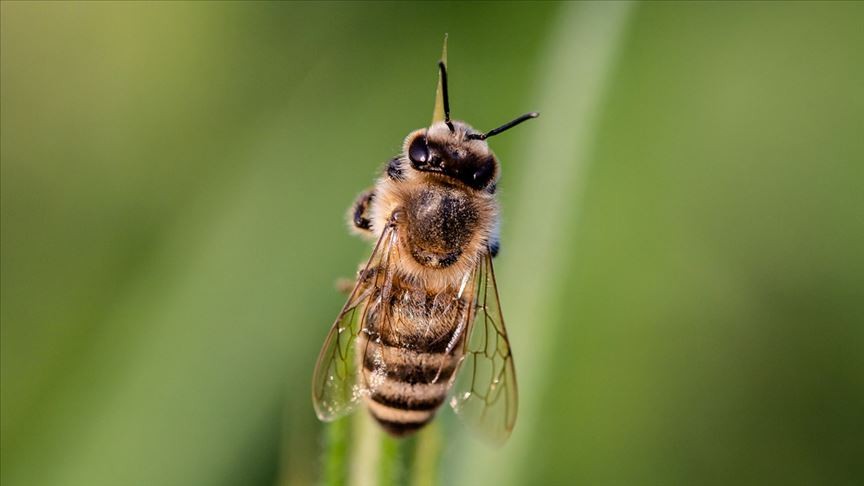Aydın'da arının soktuğu kişi hayatını kaybetti