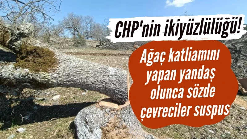 CHP'nin ikiyüzlülüğü! Ağaç katliamını yapan yandaş olunca sözde çevreciler suspus