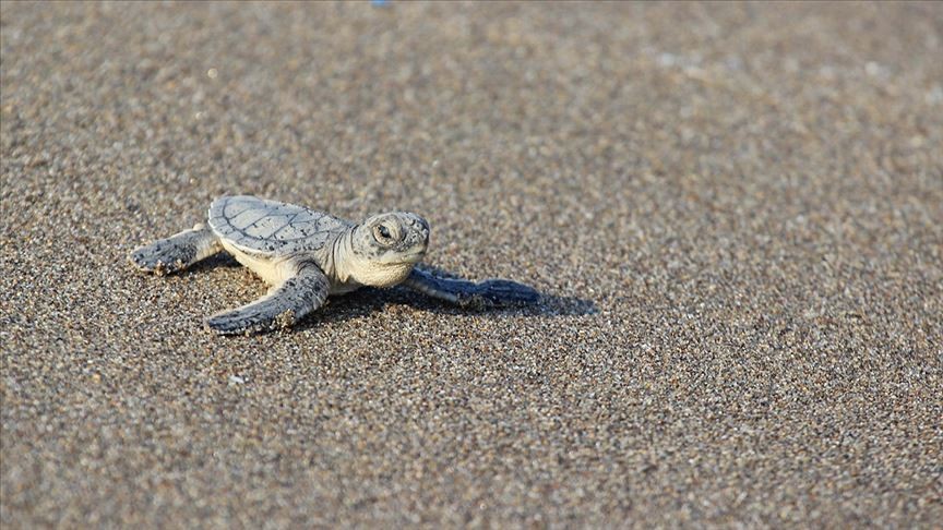 Kaplumbağaların yumurta bıraktığı kumsalda 353 yuvadan yavru çıkışları sürüyor