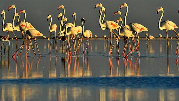 İzmit Körfezi flamingoları ağırlıyor