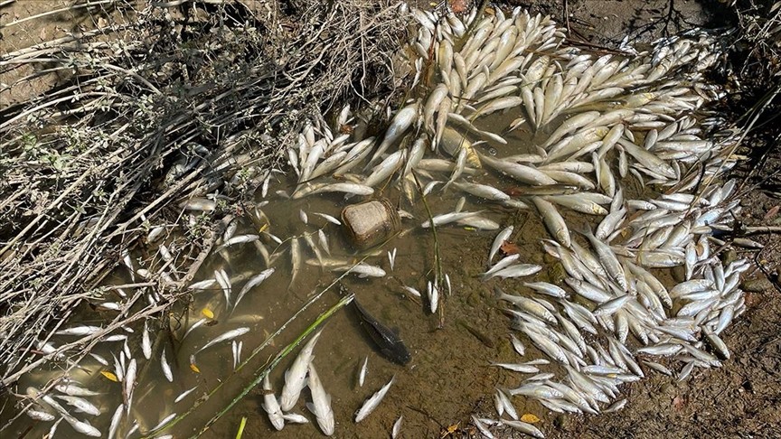 Bakanlık Bartın'daki balık ölümleri için açıklama yaptı