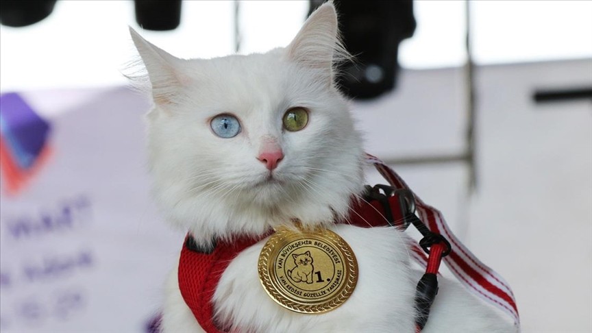 Sivas'ta kedi güzellik yarışması düzenlendi