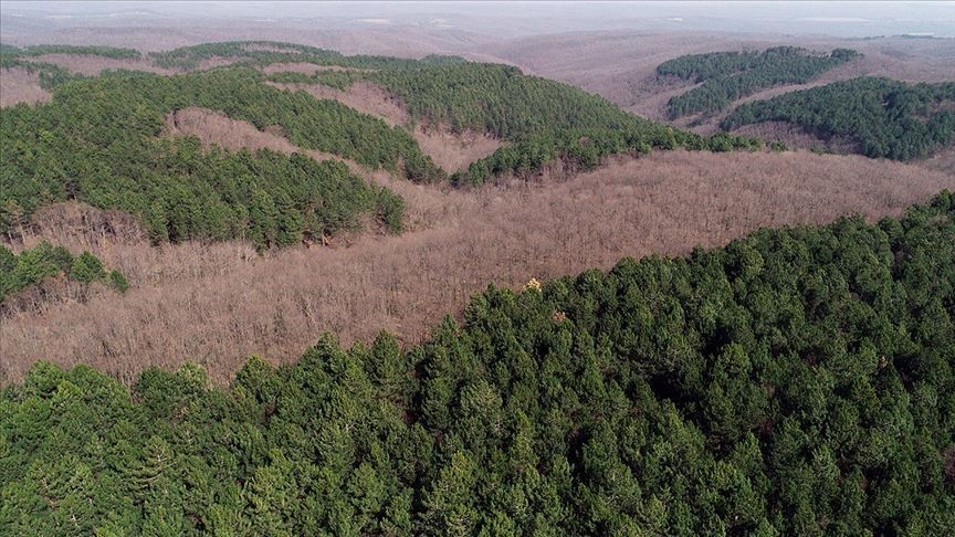 Çankırı'da ormanlık alanlara giriş yasaklandı