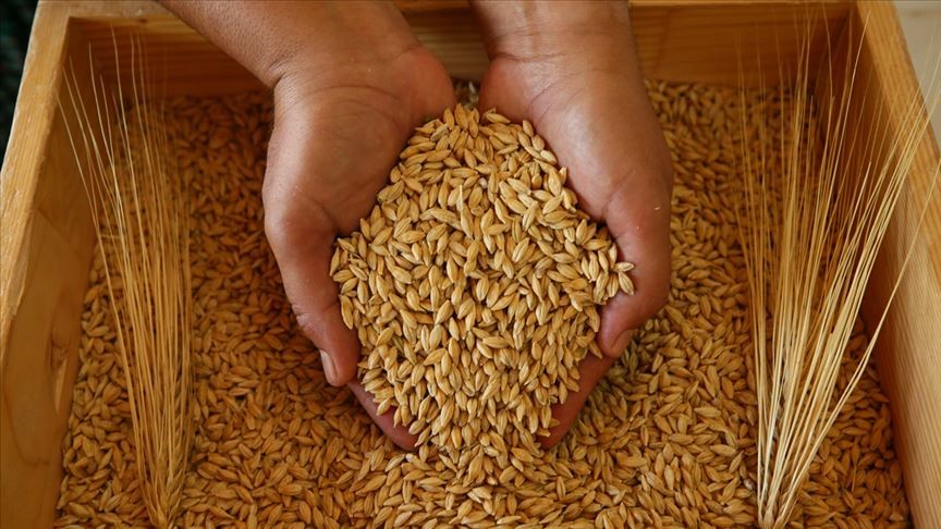 Amasya'da öğrencilerin yetiştirdiği ekmeklik buğday hasadı yapıldı