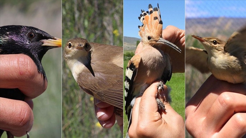 Aras Kuş Cenneti'nde sazlıklar yandı kuş sayısı düştü