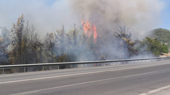 Antalya'da çıkan yangın söndürüldü