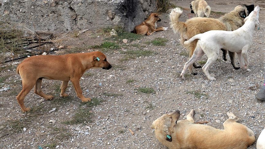 Antalya'da sahipsiz köpeklerin saldırısına uğrayan çocuğun ailesi tedbir alınmasını istiyor