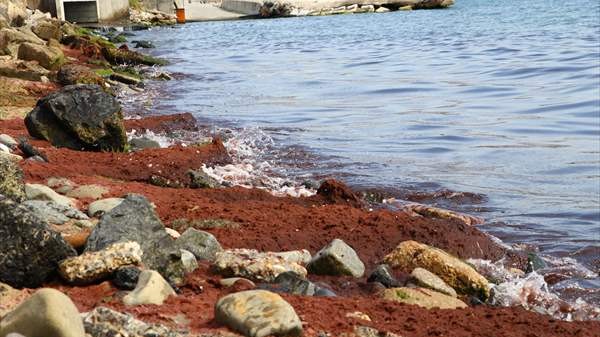 Tekirdağ'da sahilde kırmızı yosun birikti