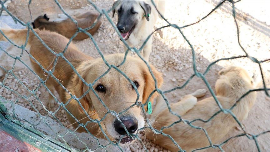Köpek dövüştürenlere 32 bin lira ceza uygulandı