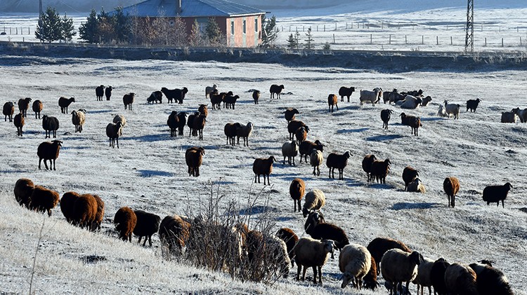 Erzurum, Ağrı ve Kars'ta soğuk hava etkili oluyor