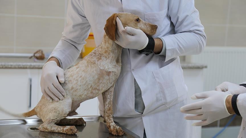 Sinop'taki merkezde 5 yılda 991 yaban hayvanı tedavi edildi