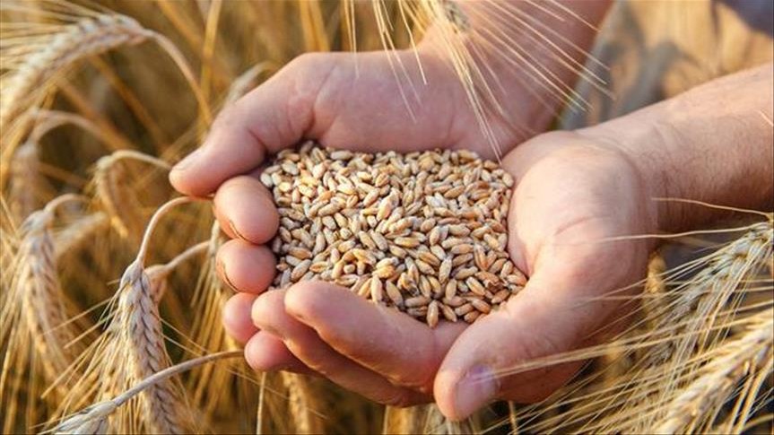 Ukrayna, Etiyopya ve Somali'ye buğday gönderdi