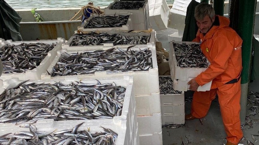 Zonguldak'ta bu sezon 1800 ton balık avlandı