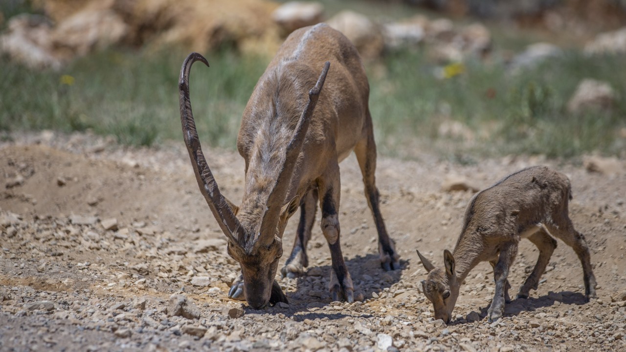 Kaçak avcılığa karşı korunan yaban keçileri Tunceli dağlarında güvenle yaşıyor