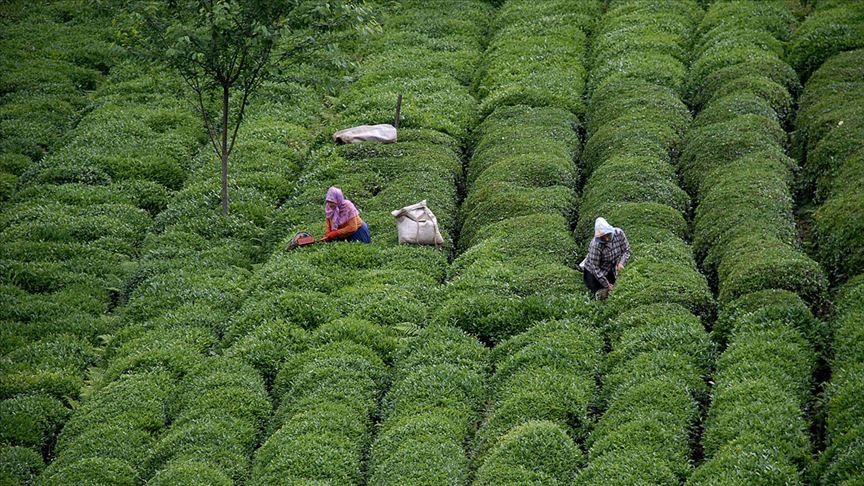 Giresun'da yeni sürgün çay hasadına başlandı