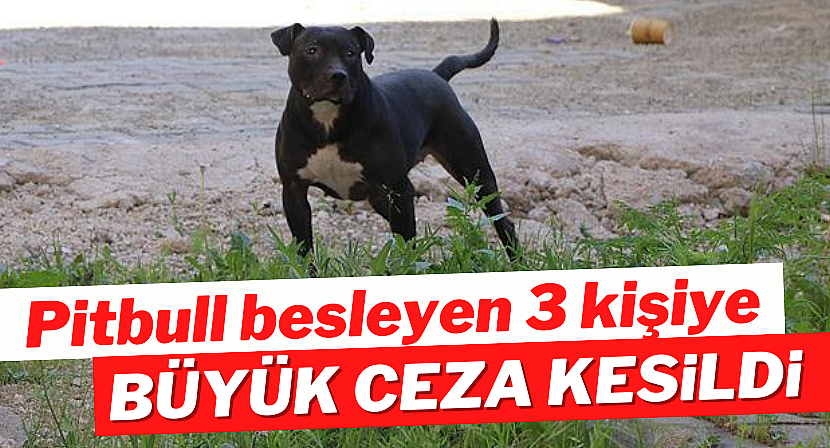 Konya'da pitbull besleyen 3 kişiye para cezası kesildi