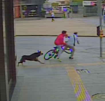 Sakarya'da sbaşıboş köpekten kaçan bisikletli çocuk yayaya çarptı