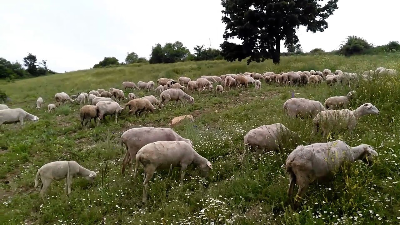 Koyun otlatma kavgasında 8 kişi yaralandı