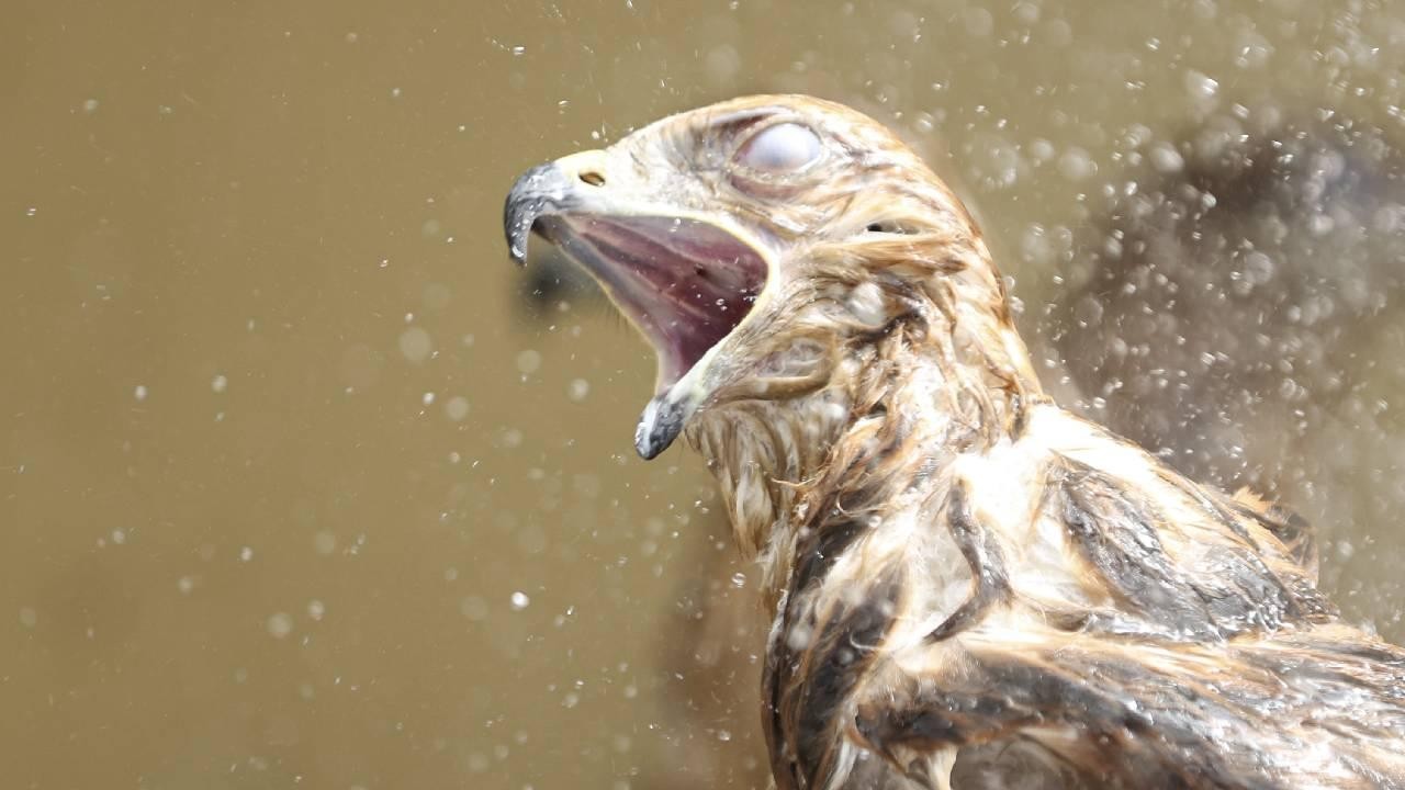 Tedavi gören yırtıcı kuşlara yaz banyosu