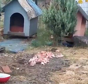 Şok görüntüler! CHP'li belediye 'fare' beslemeye başladı