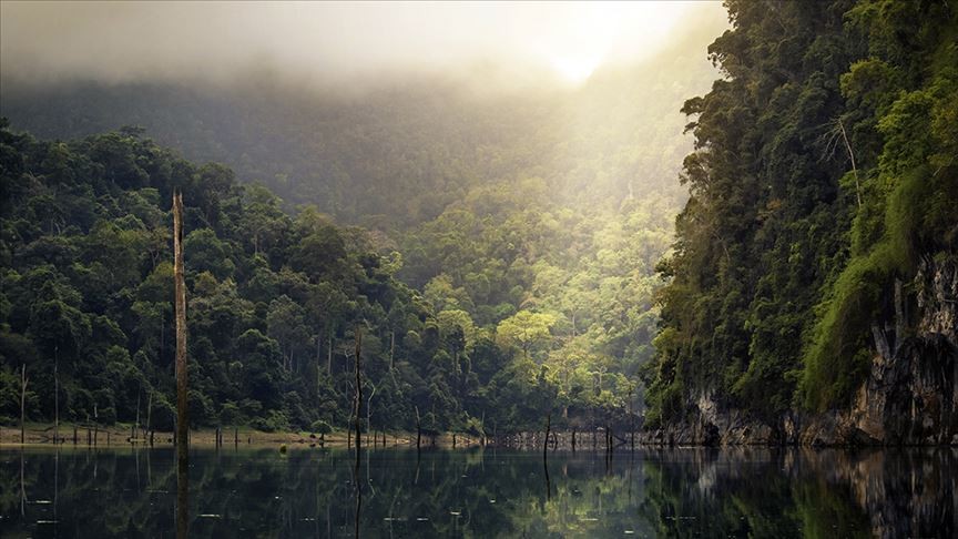 Brezilya'daki Amazonlar'da ormansızlaşma son 15 yılın zirvesinde