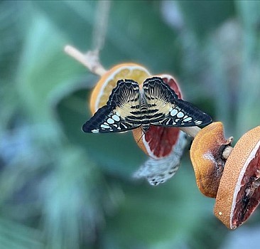 Tropikal Kelebek Bahçesi ziyaretçisinin içini ısıtıyor
