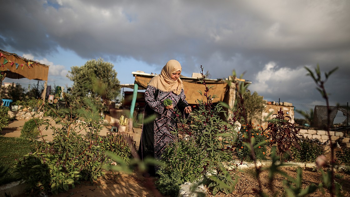 Filistinli kadın çiftçiler toprağına sahip çıkıyor