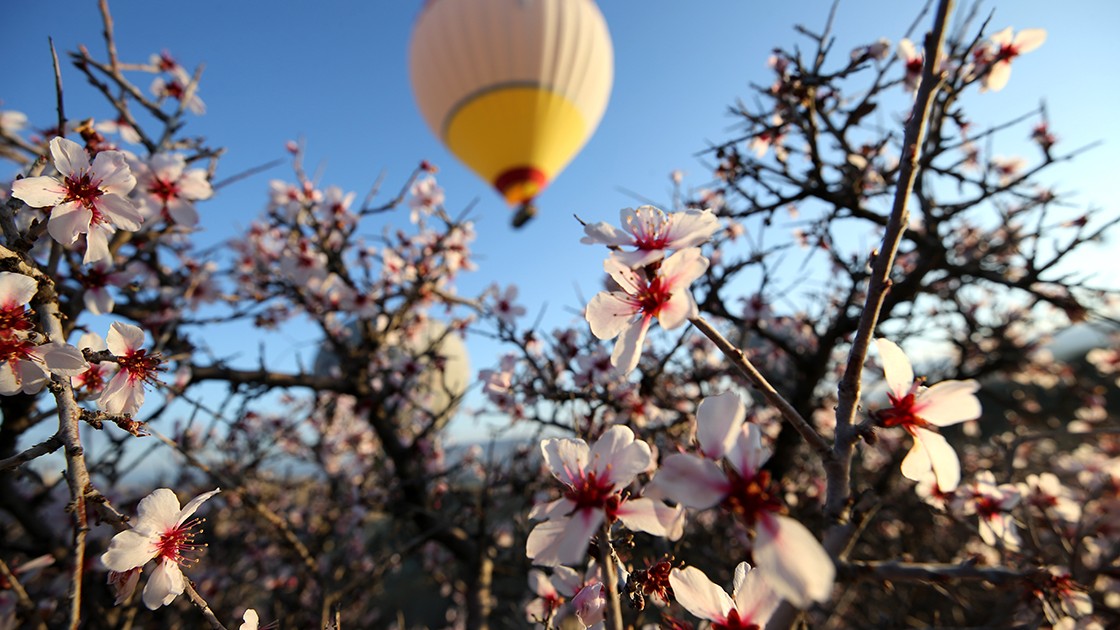 Kapadokya'da balonlar çiçek açan ağaçlarla kaplı vadilerde uçtu