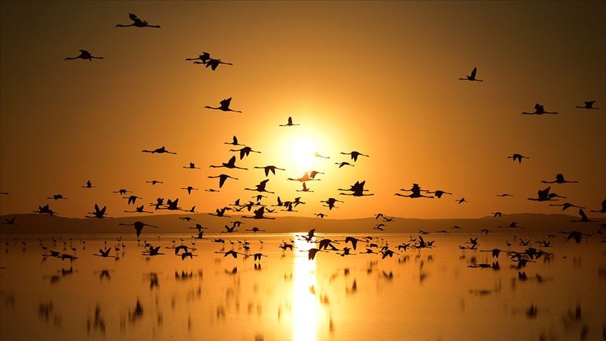 İklim değişikliği kuşların üreme oranlarını etkiliyor