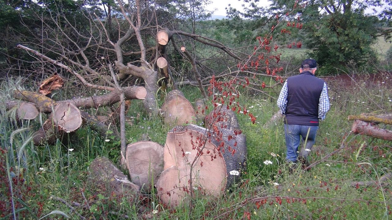 Görülmemiş olay! 150 yıllık çınar ağaçları çalındı